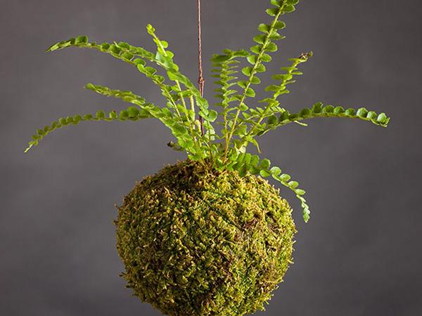 kokedama