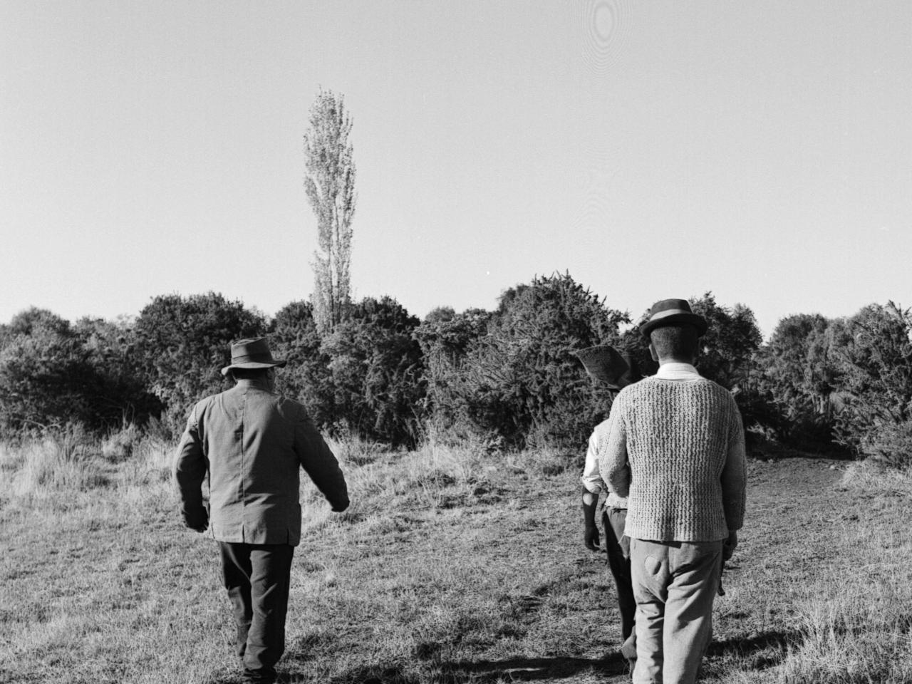 Temuco: Campesinos mapuches trabajando la tierra.