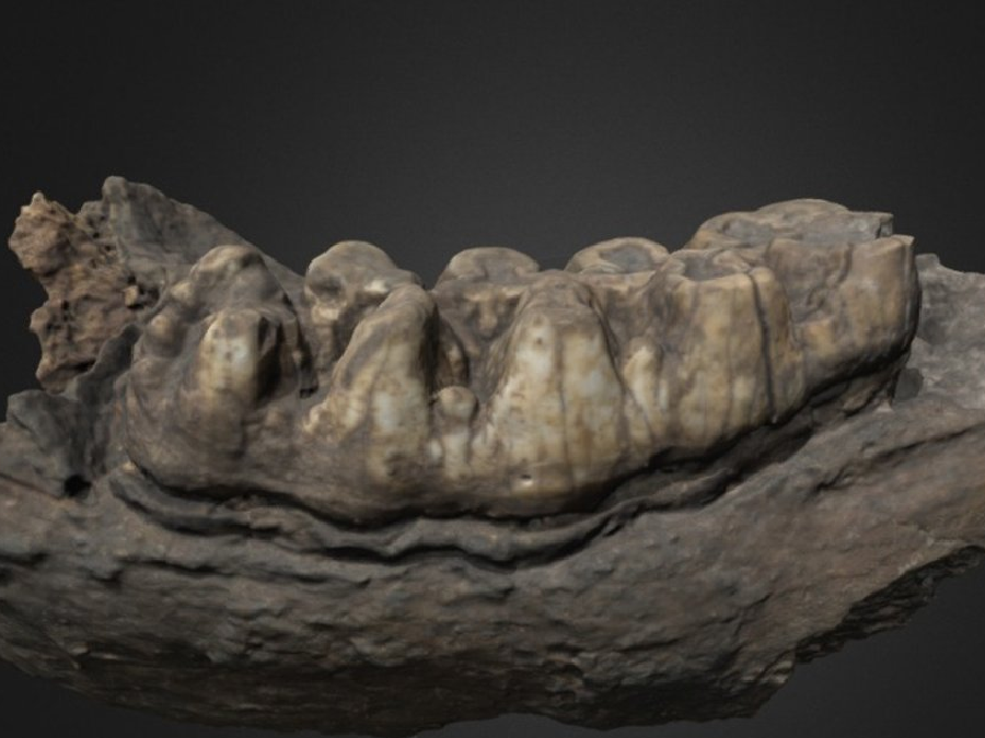 Rama mandibular con molar 2461/ 6-3504