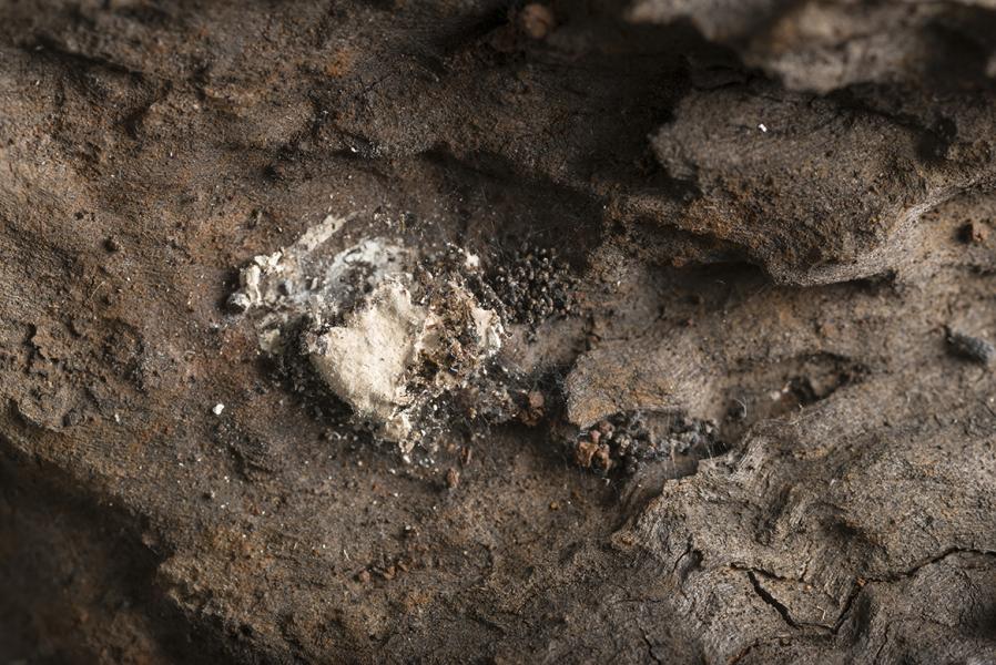Huellas de labrado en interior de la cara lateral del trolof