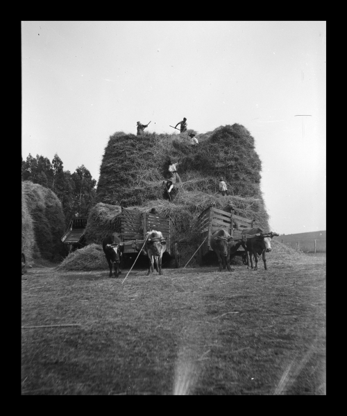 Trilla en los Carrizos Trilla en los Carrizos