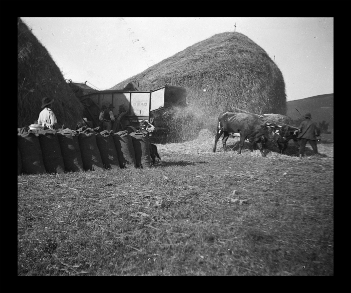 Trilla en los Carrizos con máquina Case de 36 pulgadas Trilla en los Carrizos con máquina Case de 36 pulgadas