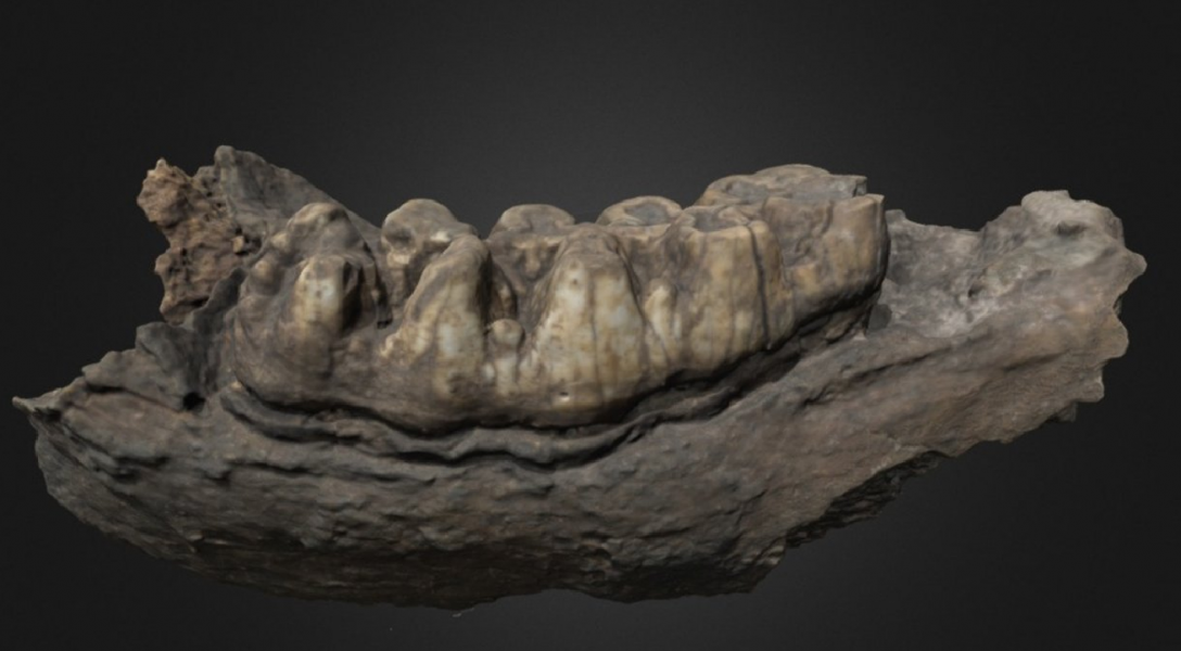 Rama mandibular con molar 2461/ 6-3504